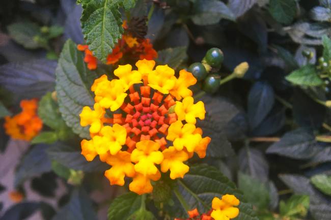 Sabedoria Celta: um olhar profundo sobre a intimidade humana