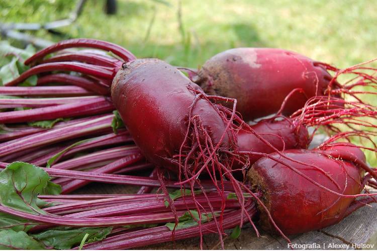 O Poder Nutricional da Beterraba