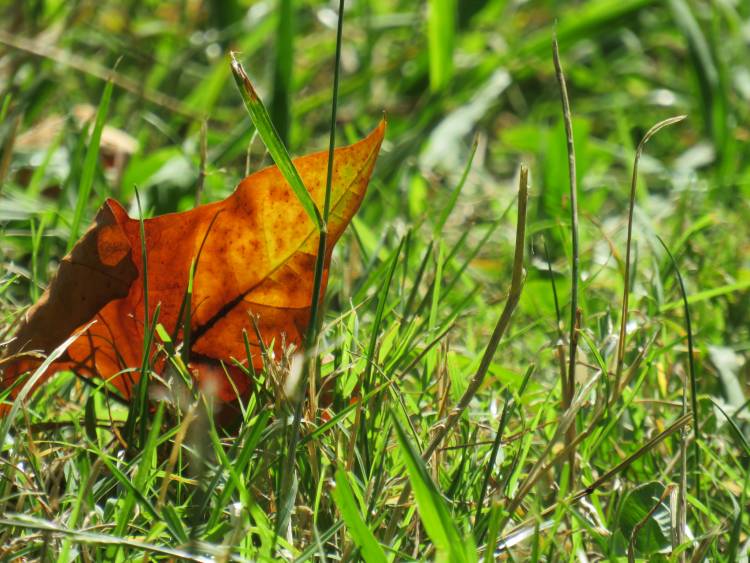 O Tempo e a Vida Plena