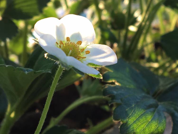 A Experiência de Estar Vivo