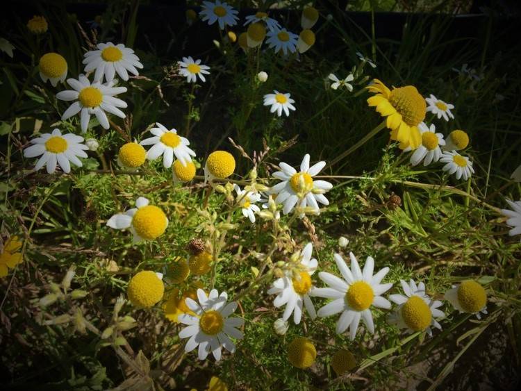 Devo Prestar Atenção às Minhas Emoções?