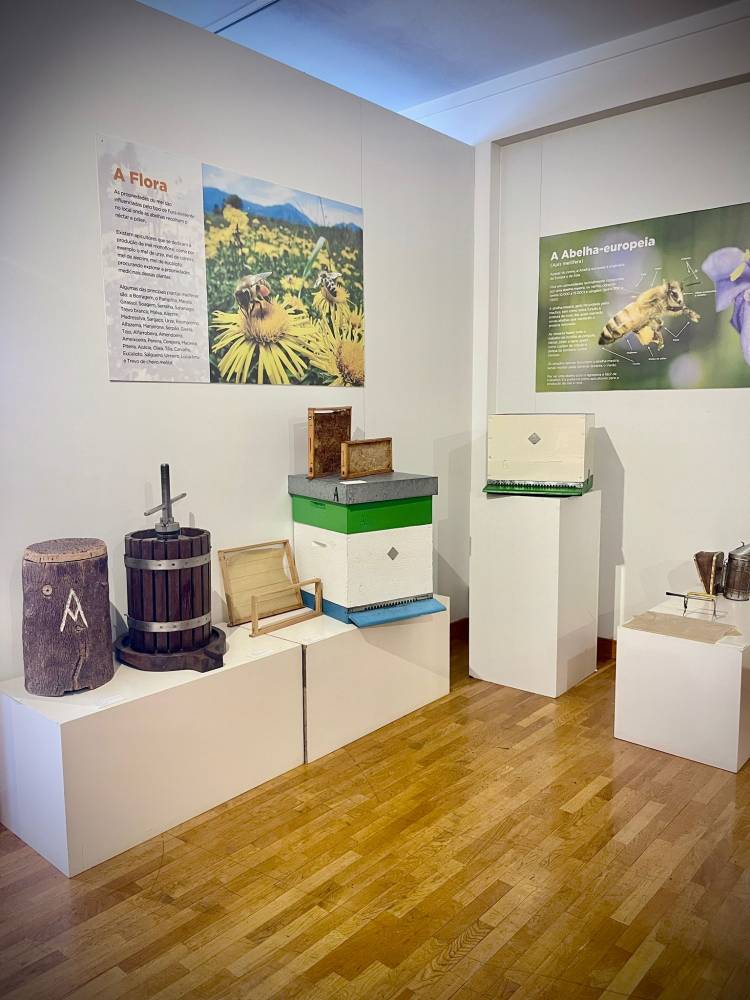 Vale de Cambra e Oliveira de Azeméis: Tesouros Escondidos de Portugal